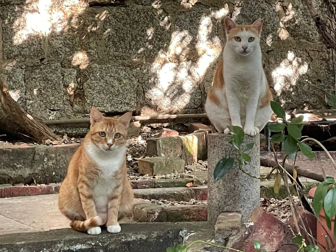 【Anima Macau】Proxy Donate cat food