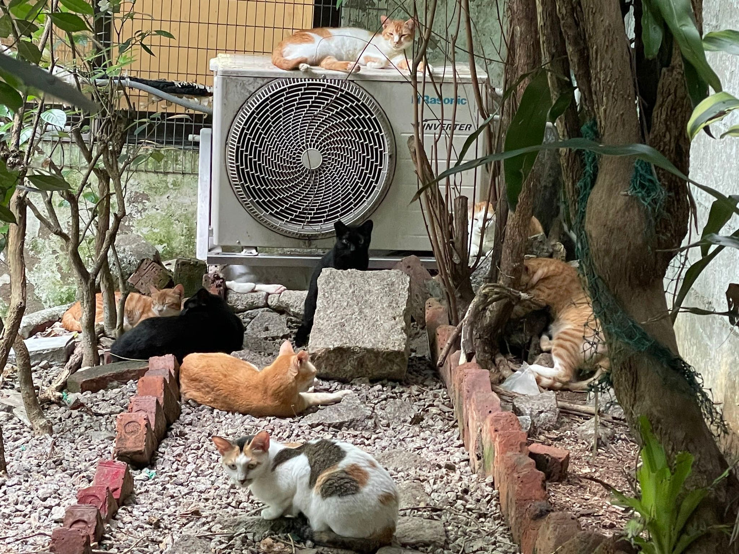 【澳門愛護動物協會】代捐貓糧