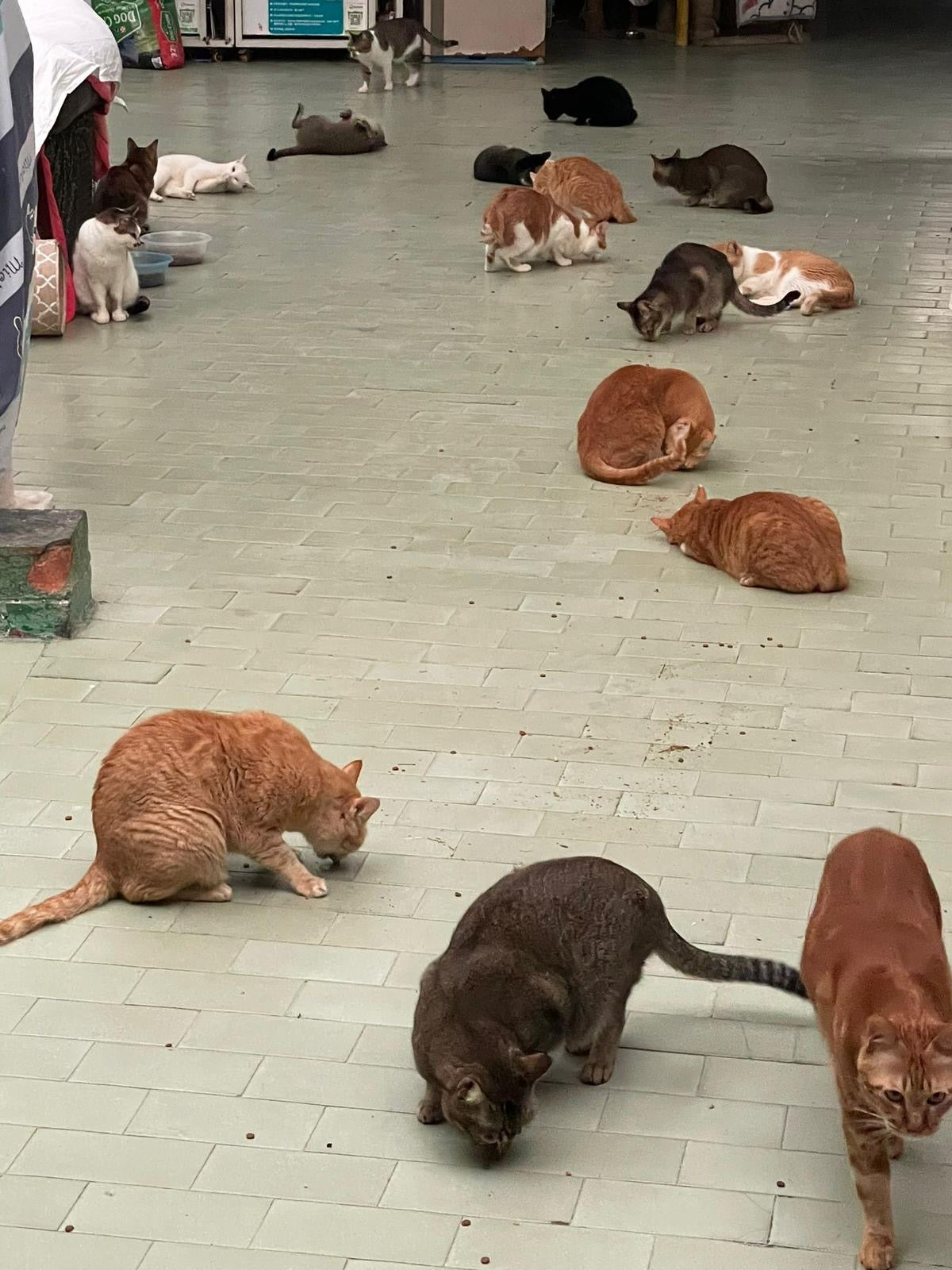 【澳門愛護動物協會】代捐貓糧