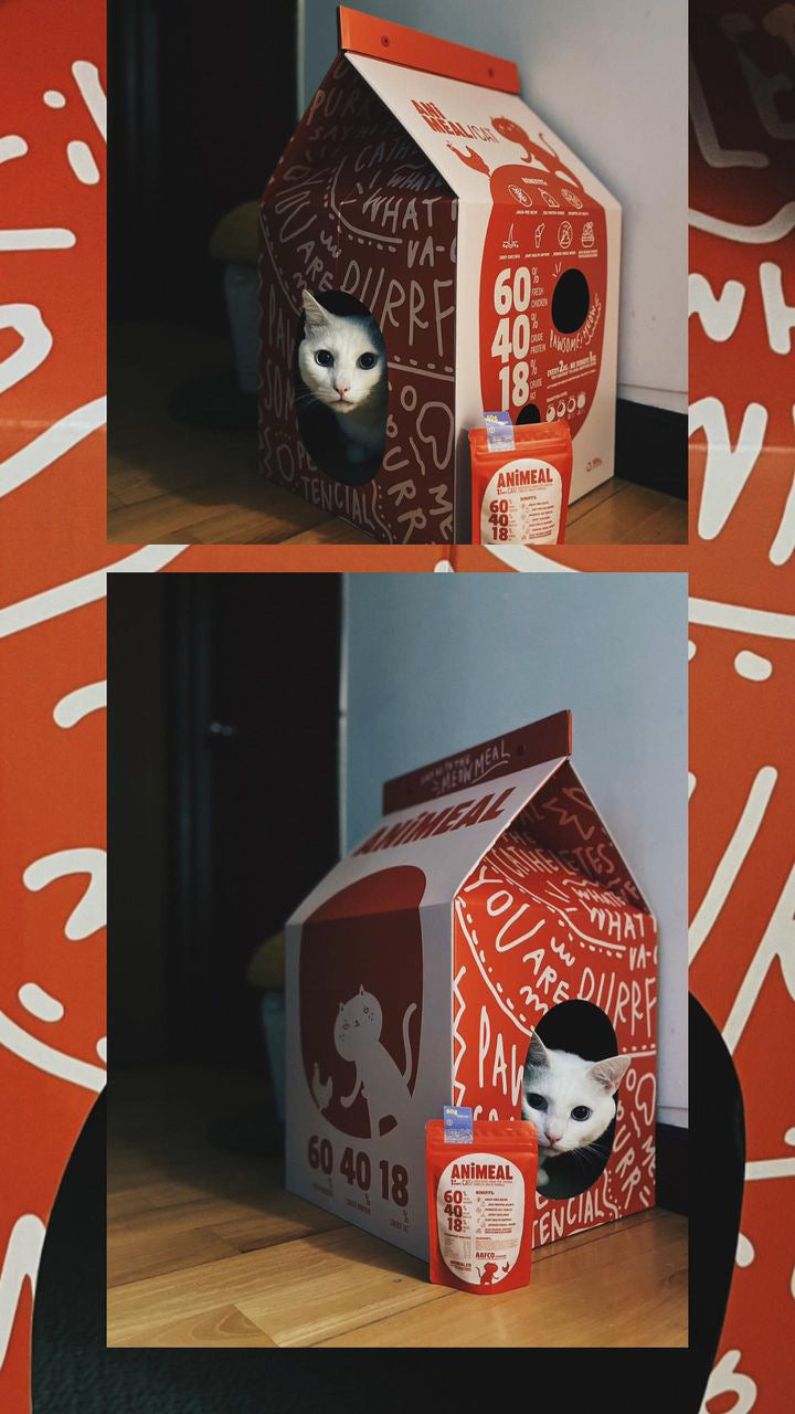 Mosonson and Molala “suspected mansion” cat scratching paper house