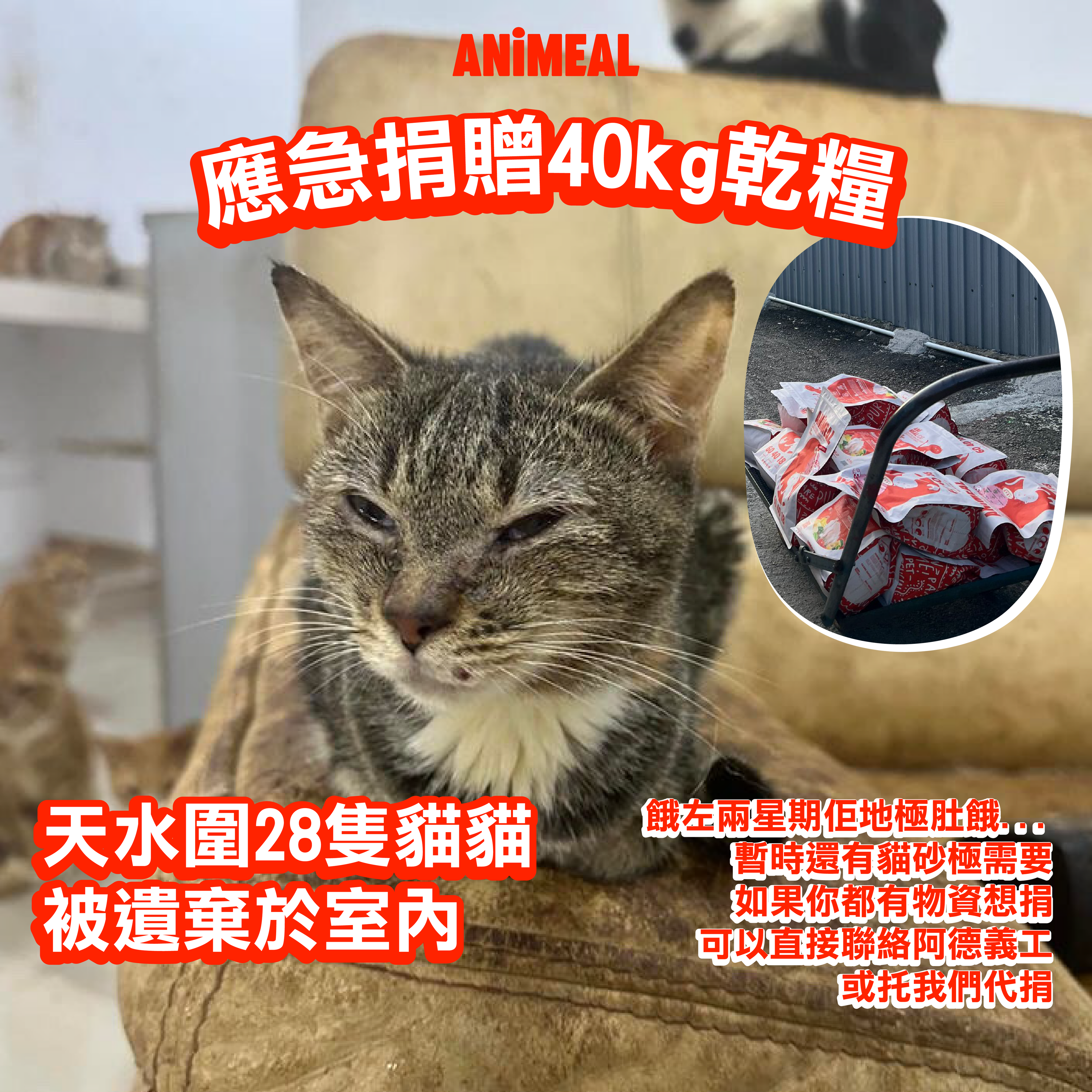 【天水圍28隻棄貓】代捐貓糧
