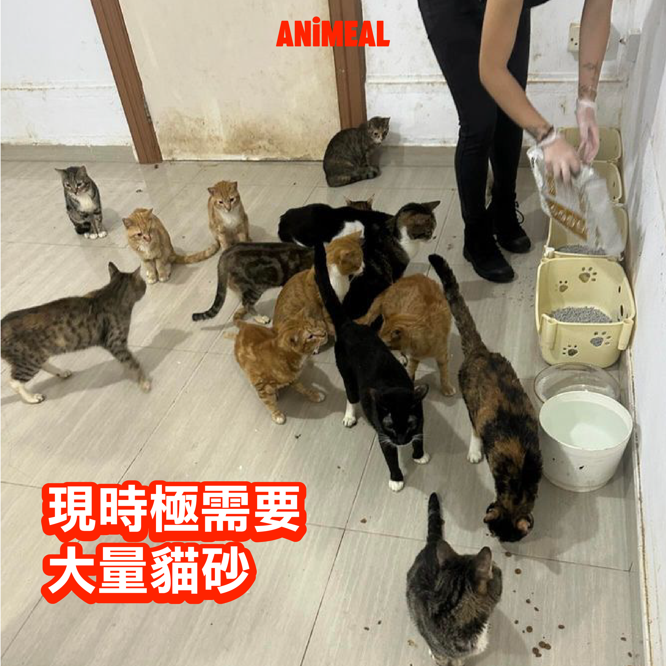 【天水圍28隻棄貓】代捐貓糧