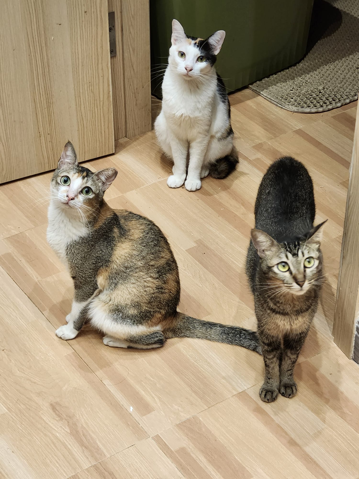 【Cats not ball】Proxy Donate cat food