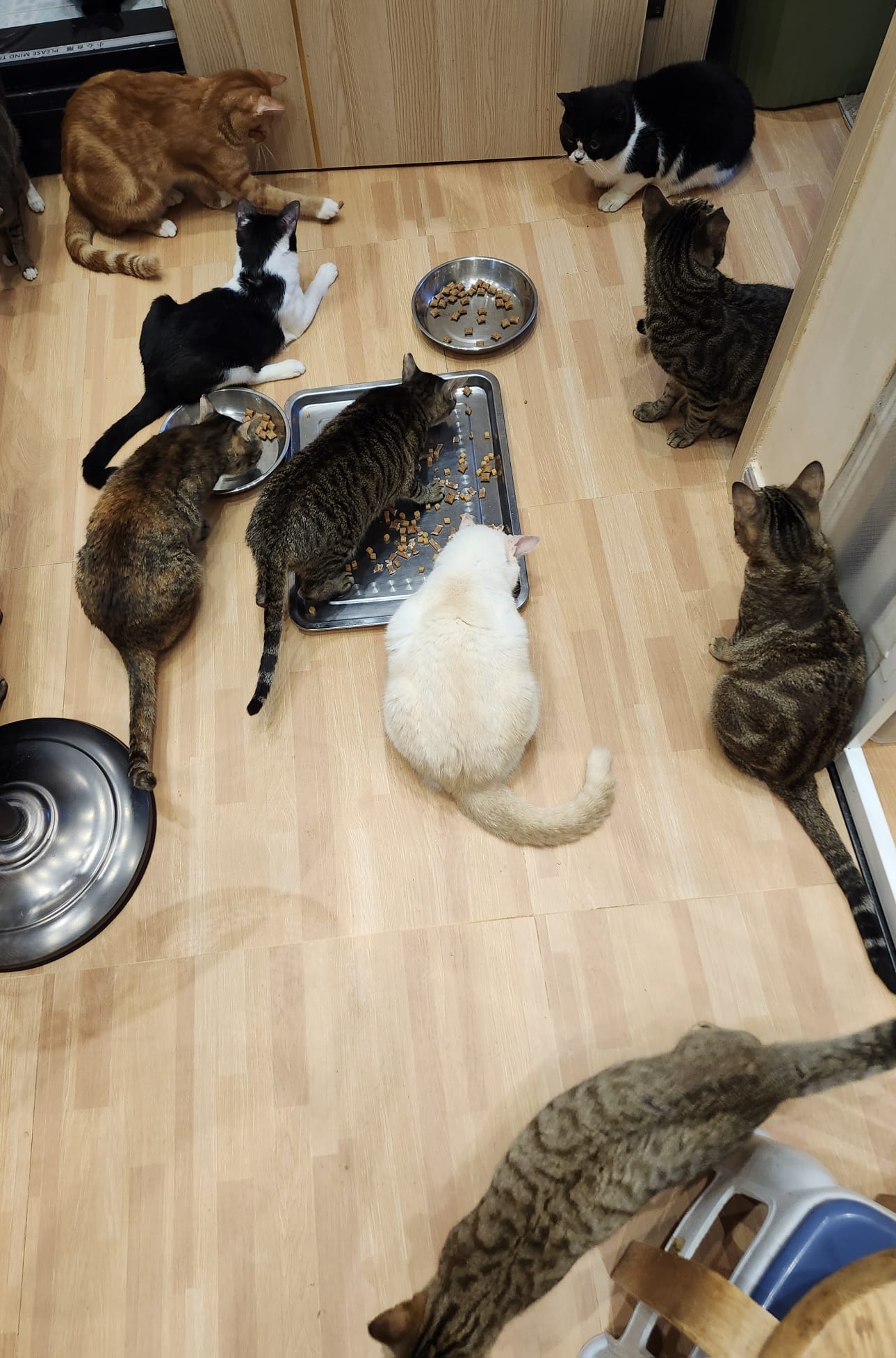 【Cats not ball】Proxy Donate cat food
