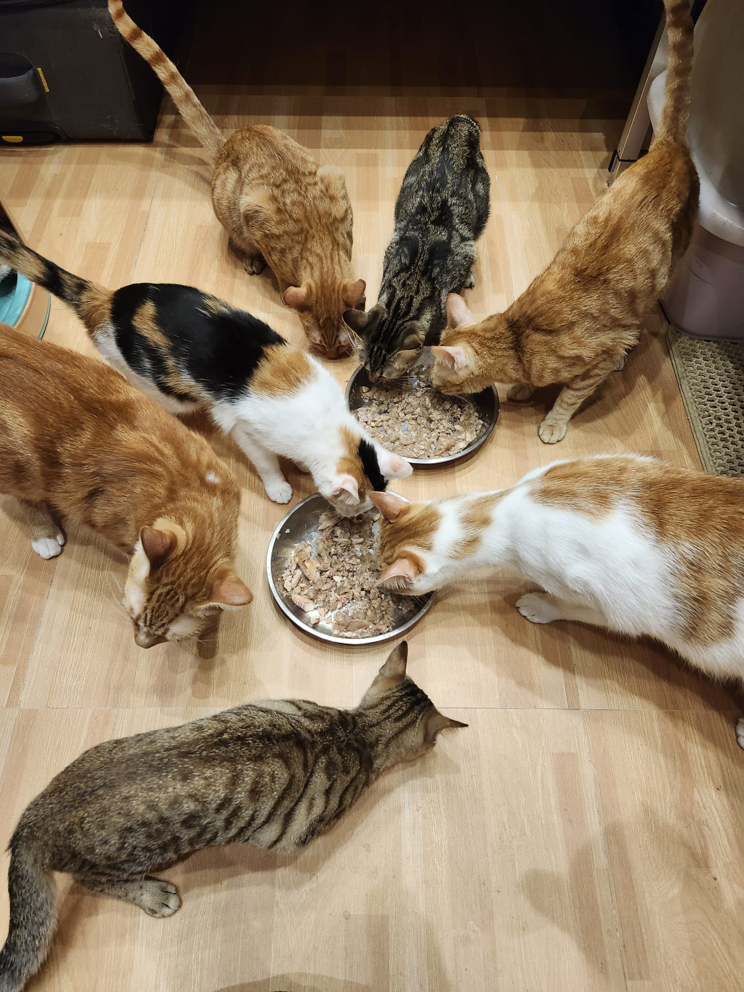 【Cats not ball】Proxy Donate cat food