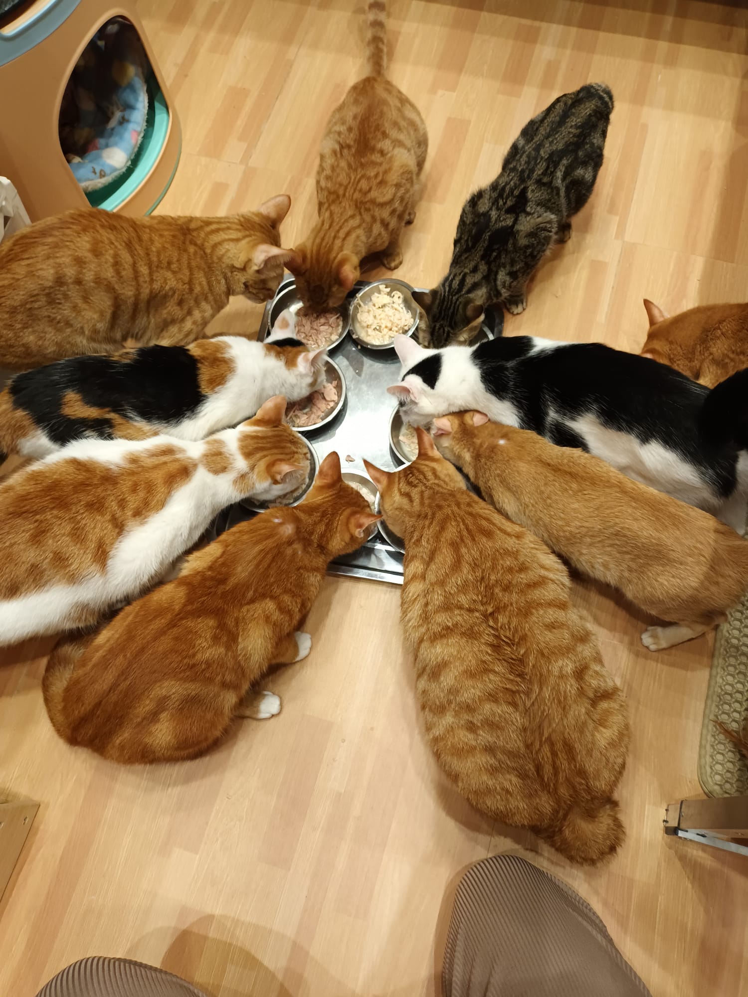 【Cats not ball】Proxy Donate cat food