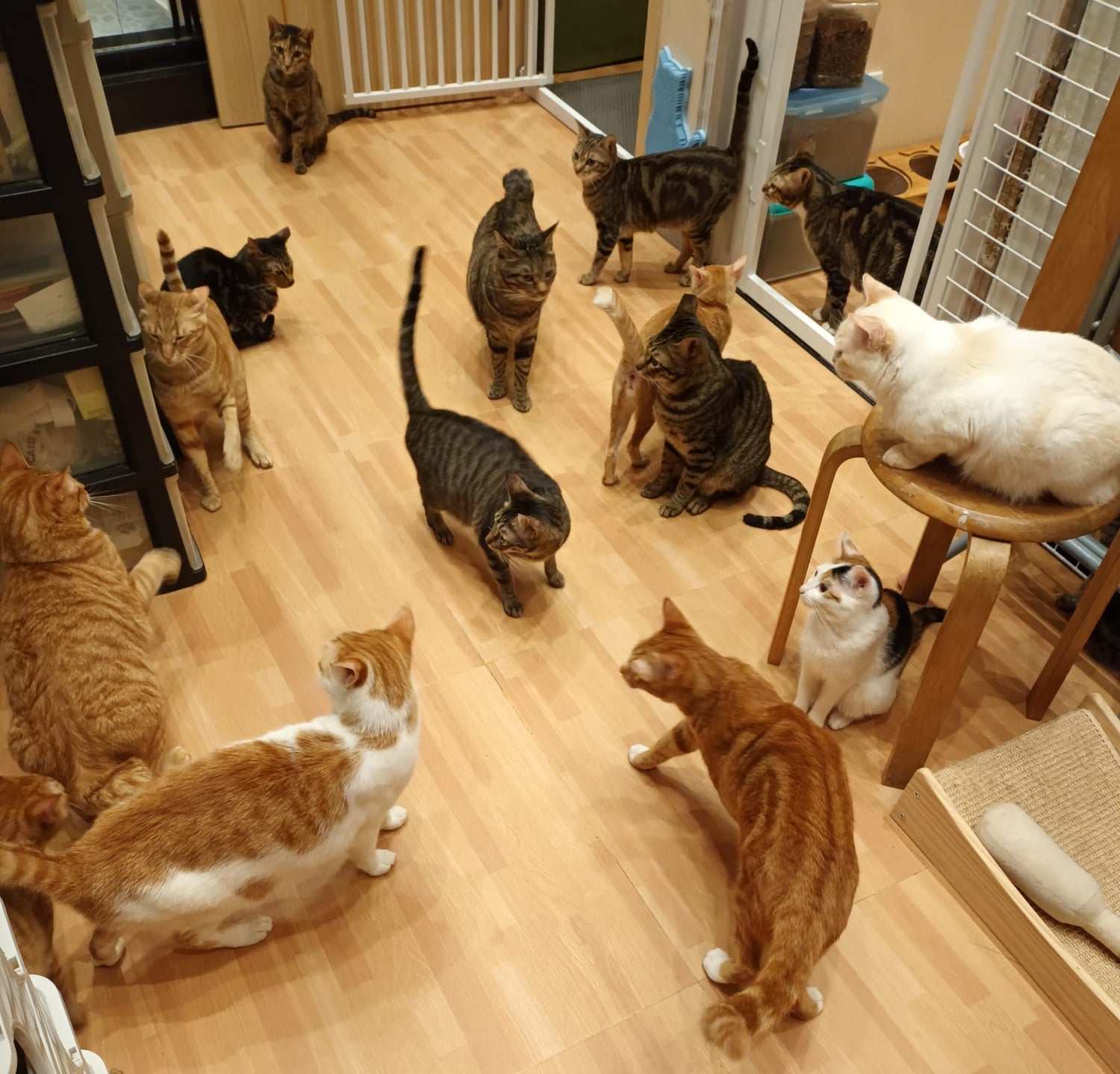 【Cats not ball】Proxy Donate cat food