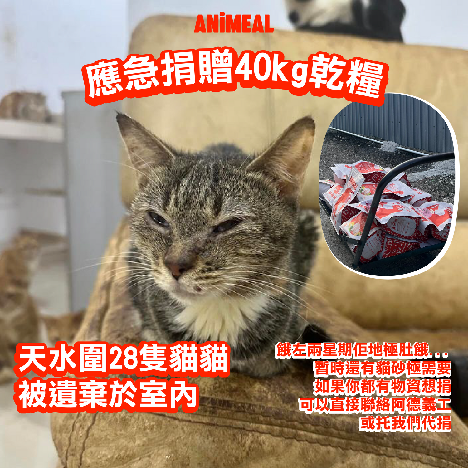 【Case of Tin Shui Wan 28 Cats】Proxy Donate cat food