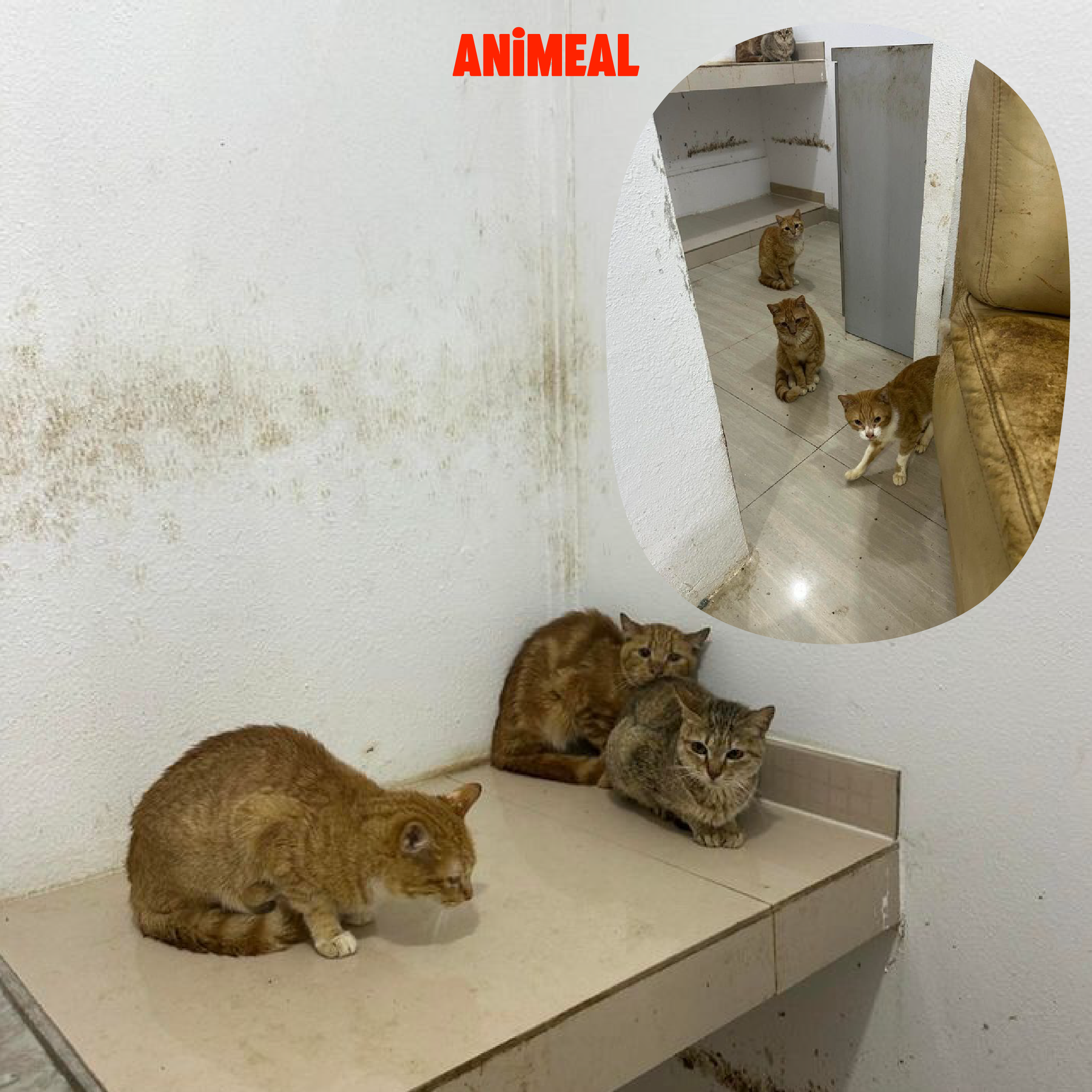 【Case of Tin Shui Wan 28 Cats】Proxy Donate cat food