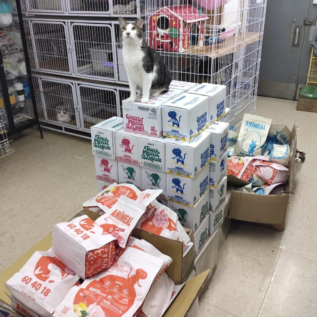 【Stray QQ】Proxy Donate cat food