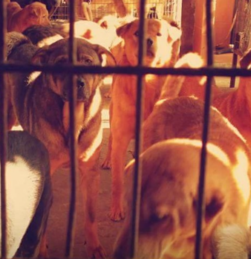 【Animal Shelter Of Love】Proxy Donate cat food | Dry food Needed